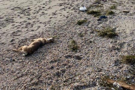 На одном из пляжей после новогодних фейерверков очевидцы обнаружили несколько погибших собак и кошек (ФОТО)