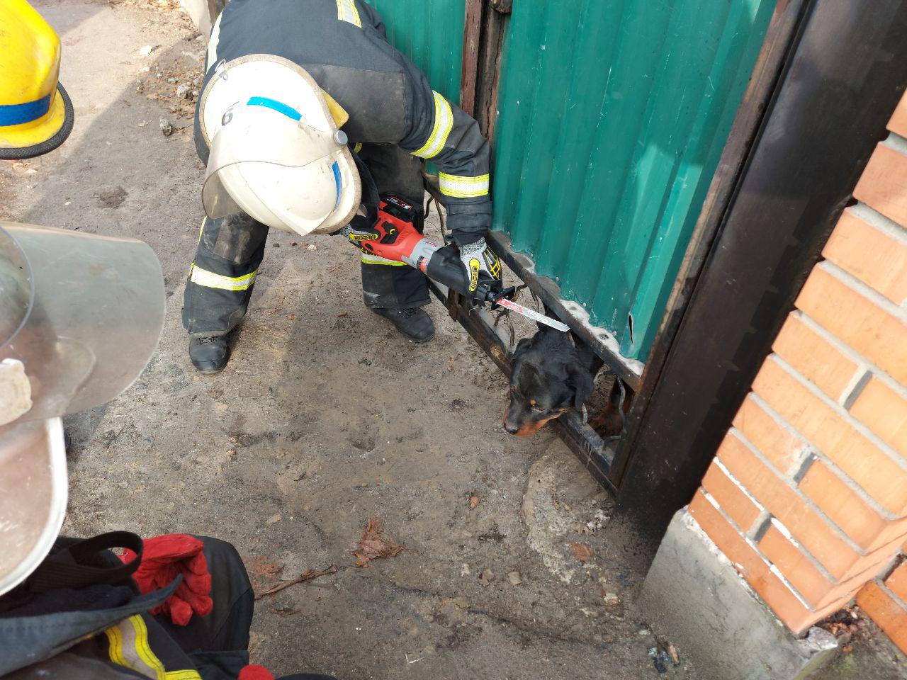 В Мелитополе в железной решетке калитки застрял ротвейлер: на помощь вызывали спасателей (ФОТО)