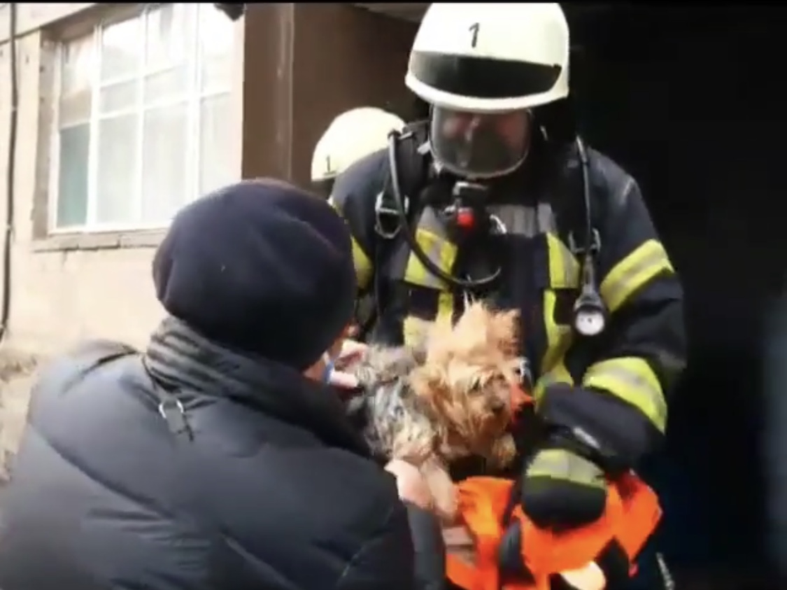 Из горящего дома на Жуковского пожарные спасли йорка (ВИДЕО)