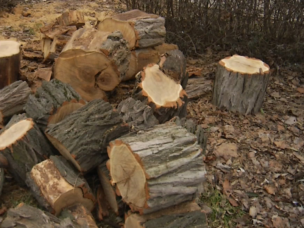 В Запорожской области незаконно спилили деревья (ФОТО)