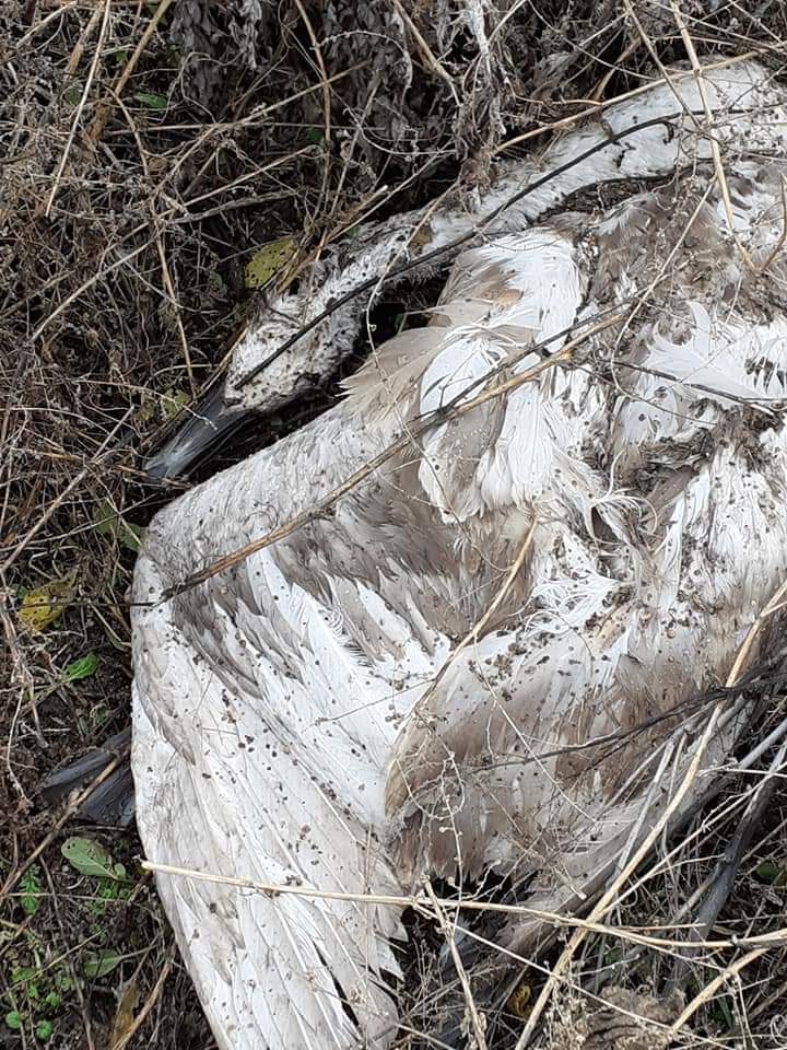 Лебедь, кот, нутрия и мешок с зайцами: в Запорожской области охотники выбросили мертвых животных (ФОТО)