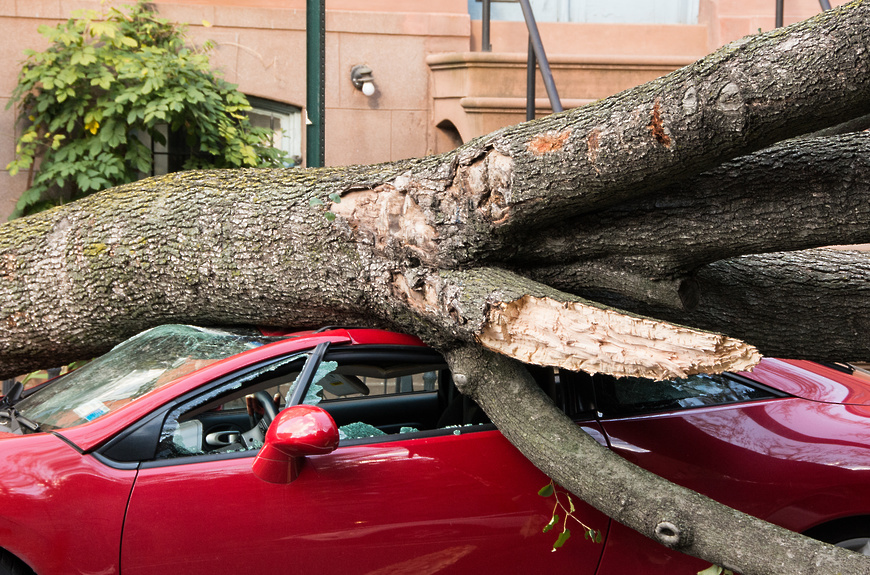 В Запорожье дерево упало на автомобиль, в которой был водитель (ВИДЕО)