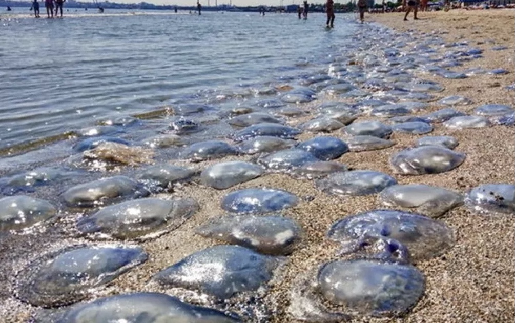 Будут ли этим летом в Азовском море медузы?