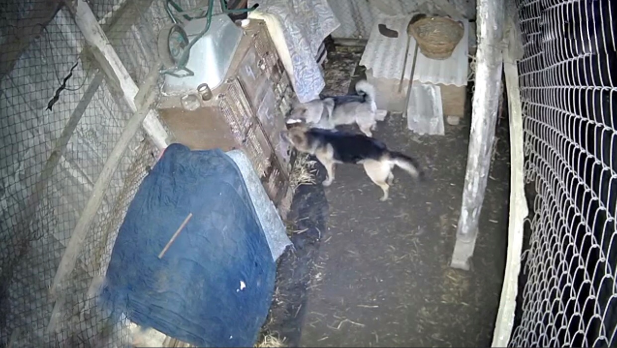 Клетку с кролями в селе под Запорожьем, где неизвестный хищник убивает домашних животных, пытались открыть собаки (ВИДЕО)