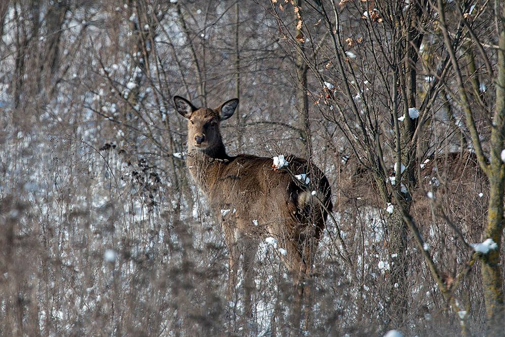 Лисы, олени, птицы: запорожский фотограф показал, как живут обитатели заповедника «Хортица» (ФОТО)