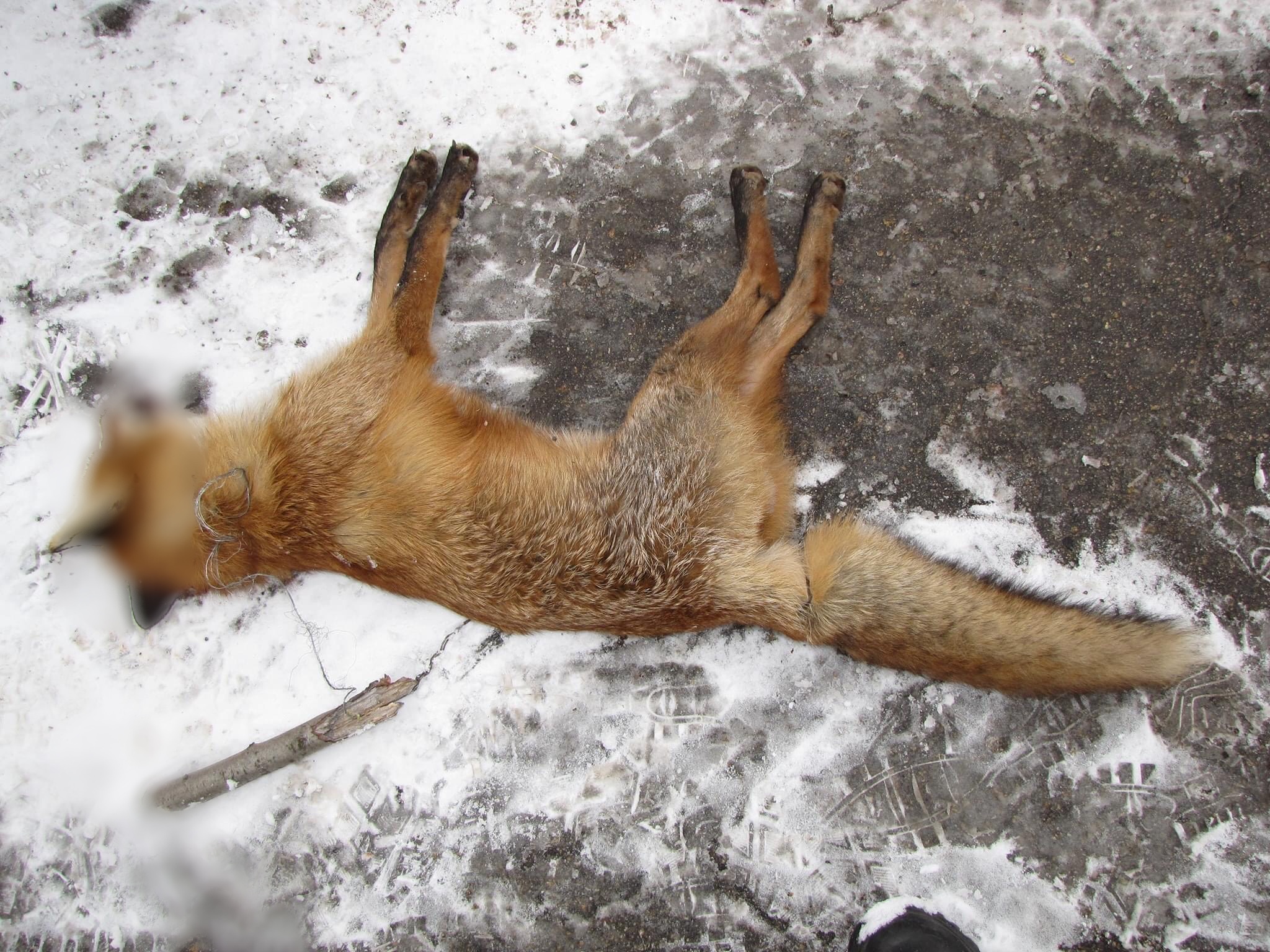 На о. Хортица в браконьерских ловушках нашли мертвых зайцев, лис, фазанов и собак (ФОТО)