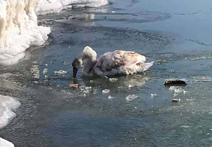 В Запорожской области спасли примерзшего ко льду лебедя (ФОТО)