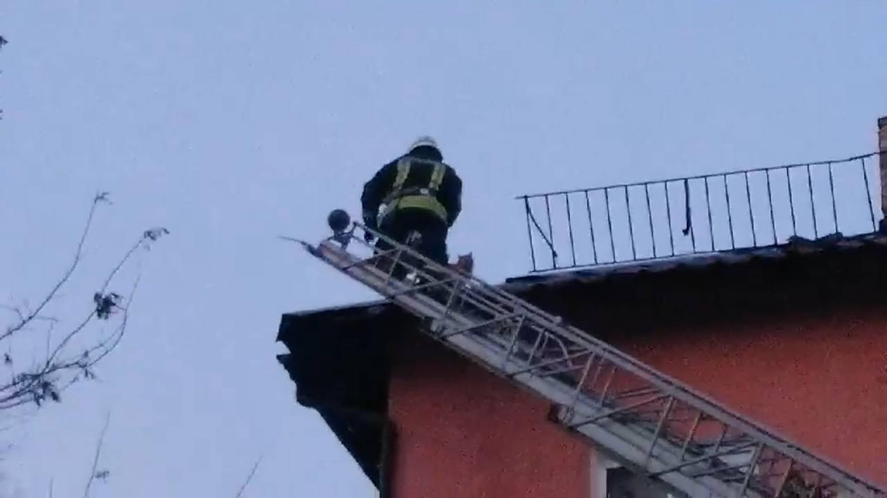 В Запорожье спасли кота, который не мог самостоятельно выбраться с крыши (ФОТО)