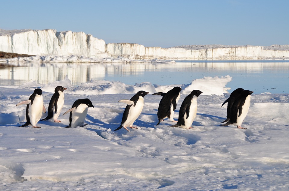 В Запорожье посреди Днепра зимуют птицы, похожие на пингвинов (ФОТО)