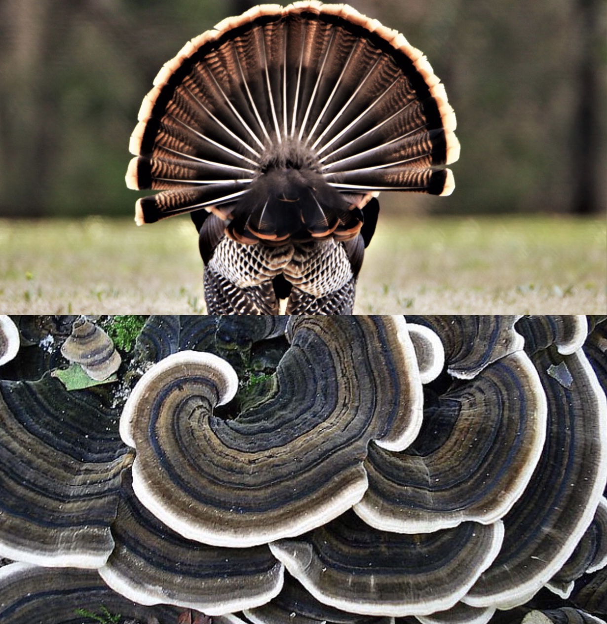 Запорожский фотограф запечатлел на Хортице гриб, похожий на хвост индейки (ФОТО)