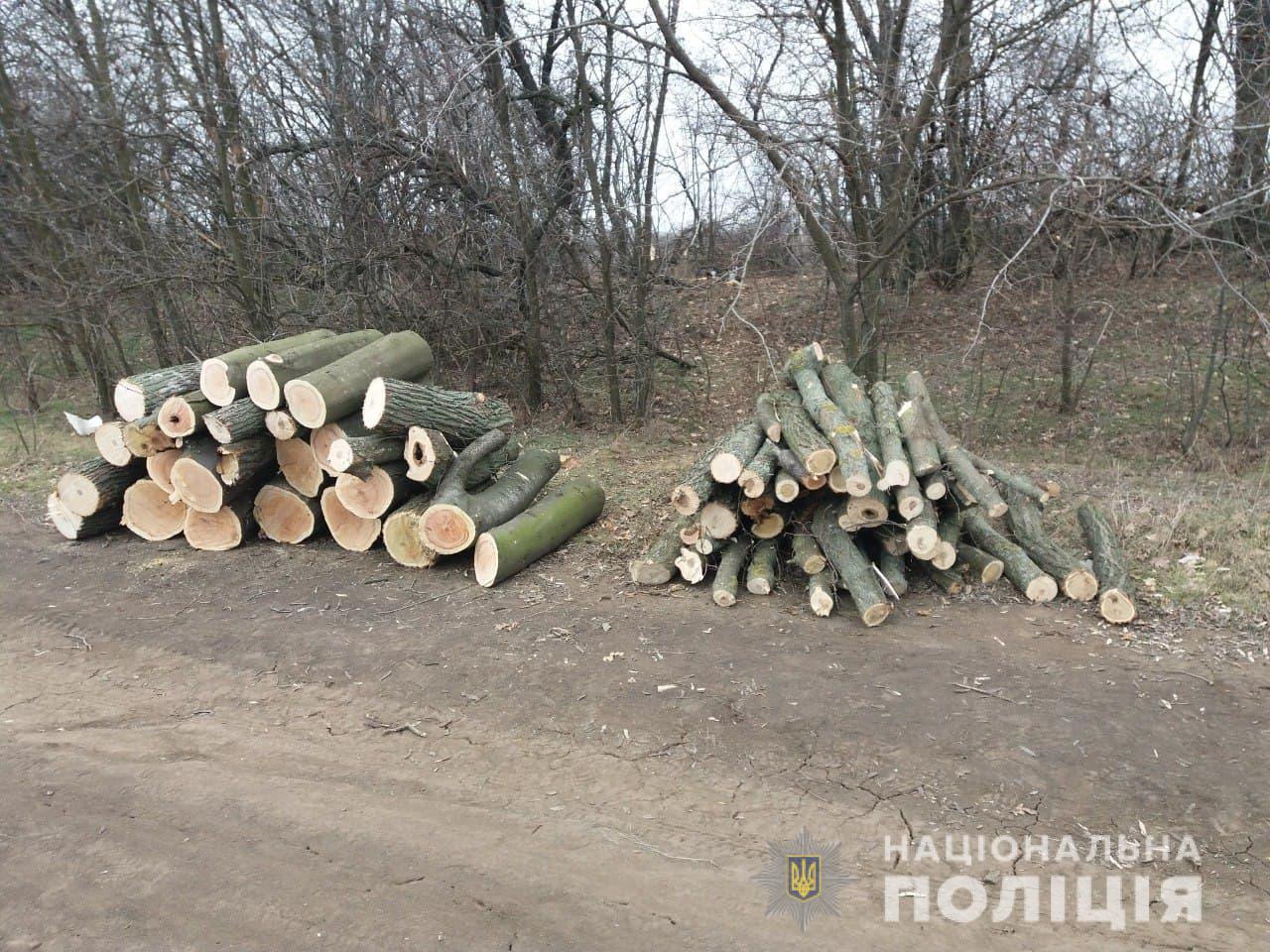 В Запорожской области группа мужчин спилили около 60 деревьев (ФОТО)