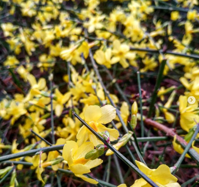 В Запорожском ботсаду цветет жасмин (ФОТО)