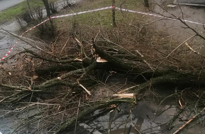 В Запорожье возле дома рухнуло огромное дерево (ФОТОФАКТ)