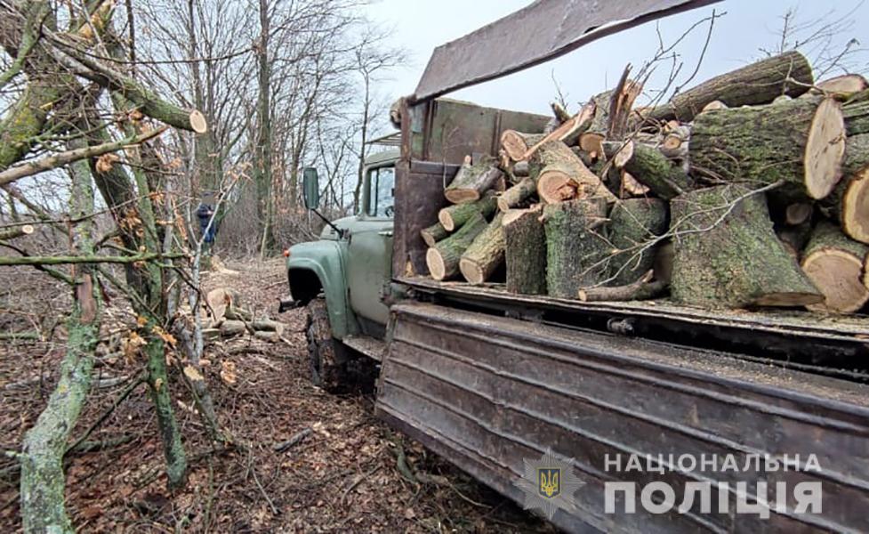 На территории Запорожской области незаконно спиливают лес (ФОТО)