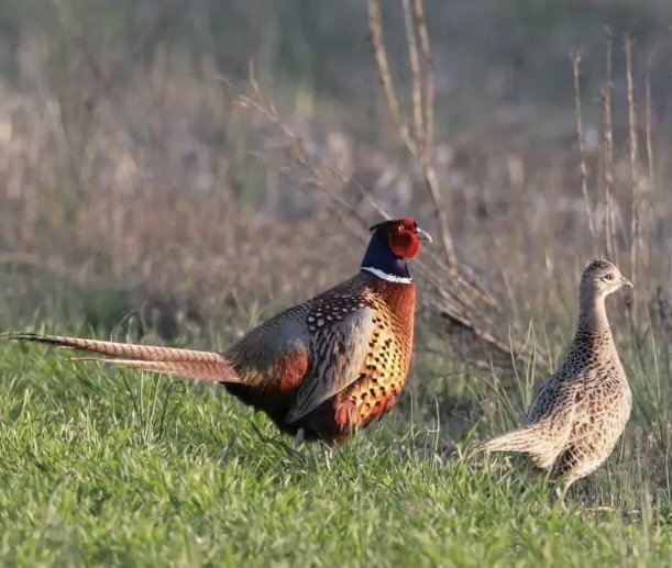 В Мелитопольском лесхозе 100 охотничьих фазанов начали готовить к оплодотворению (ФОТО)