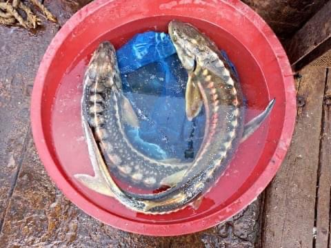 В Приморском районе браконьеры сетями выловили около 500 кг тюльки и два краснокнижных осетра (ФОТО)
