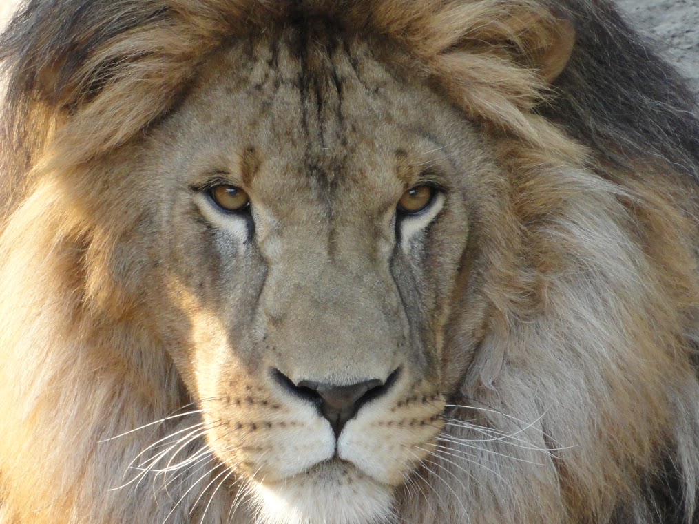 У львов из васильевского зоопарка, которых готовят к отправке в Африку, взяли анализы (ВИДЕО)