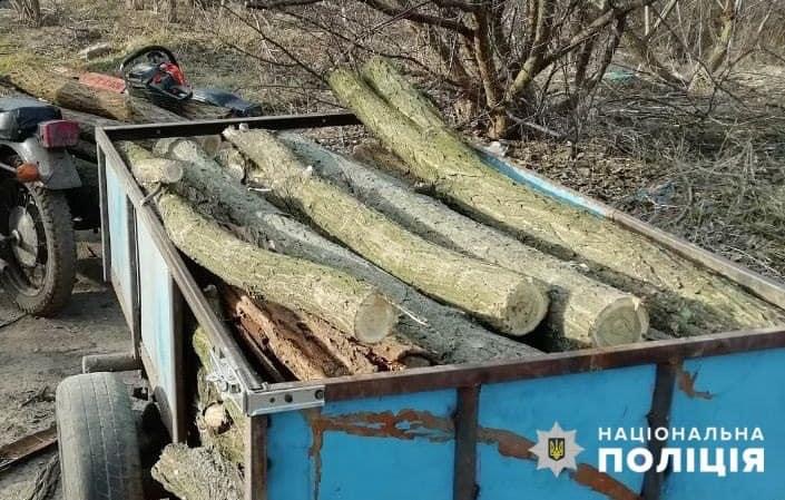 В Запорожье мужчину и женщину, которые спилили более 70 деревьев акации, задержали «на горячем» (ФОТО)