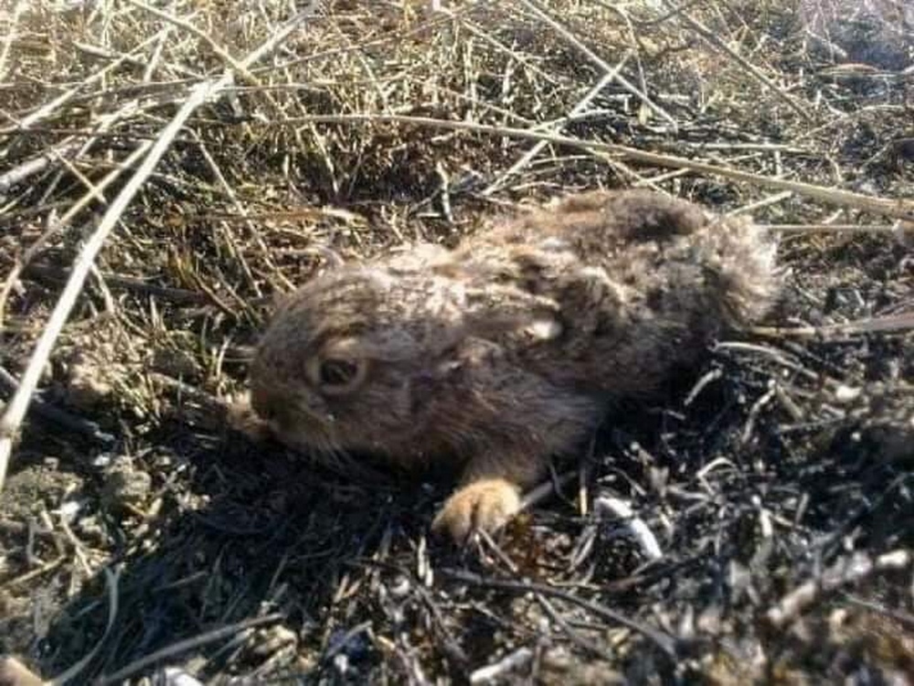 В Запорожье спасают пострадавшего при сжигании сухой травы зайчонка, который потерял маму (ФОТО)