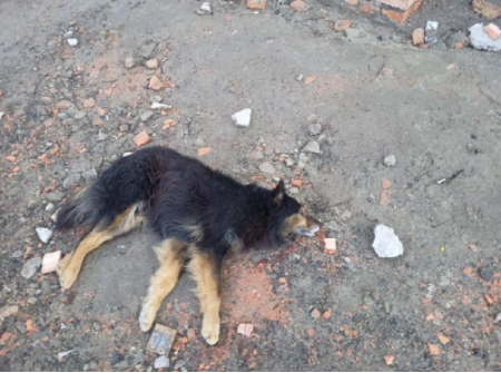 В Запорожье собаку сбросили с высоты: ей нужна помощь (ФОТО)
