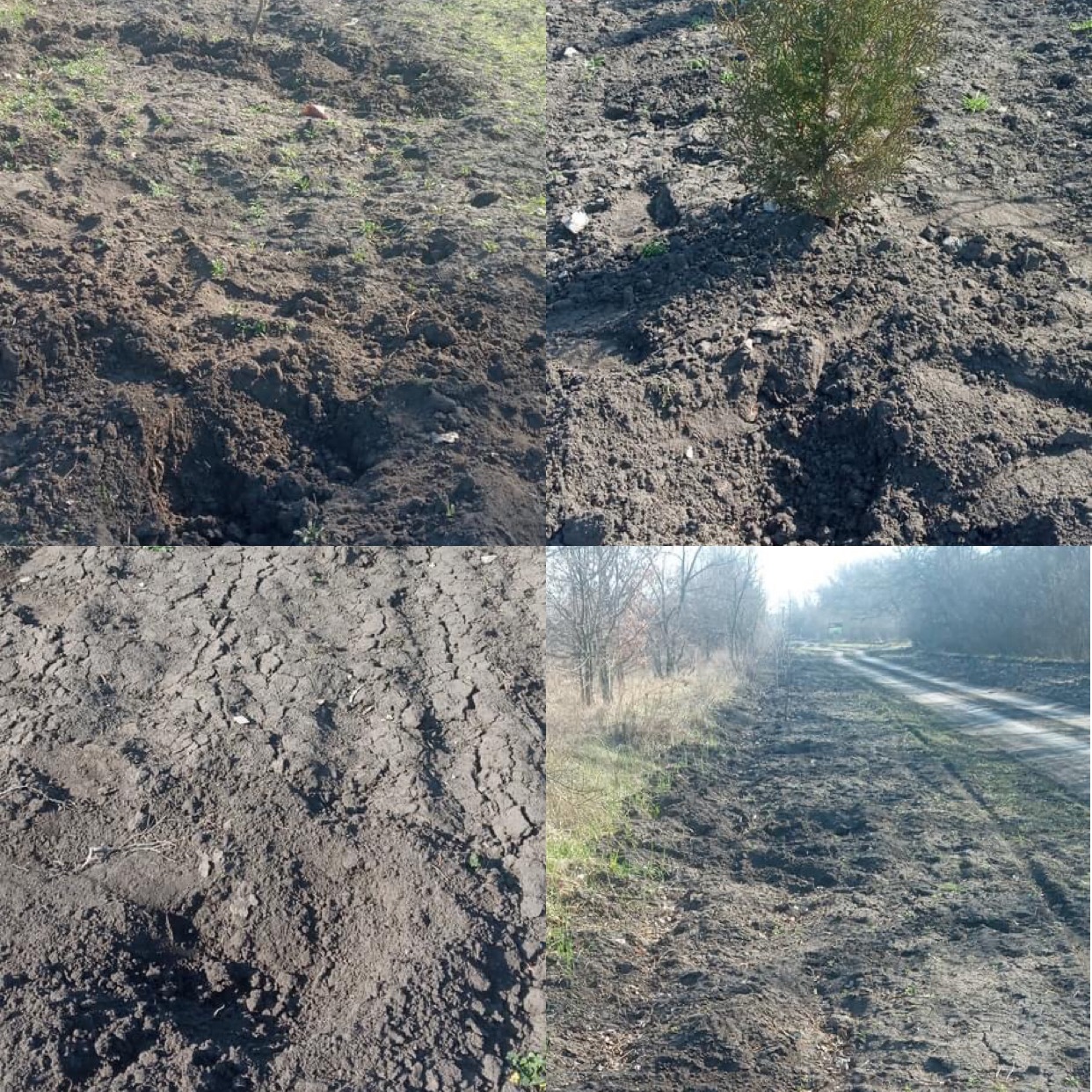 С территории заказника в Запорожской области неизвестные выкопали 26 деревьев дуба и можжевельника (ФОТО)