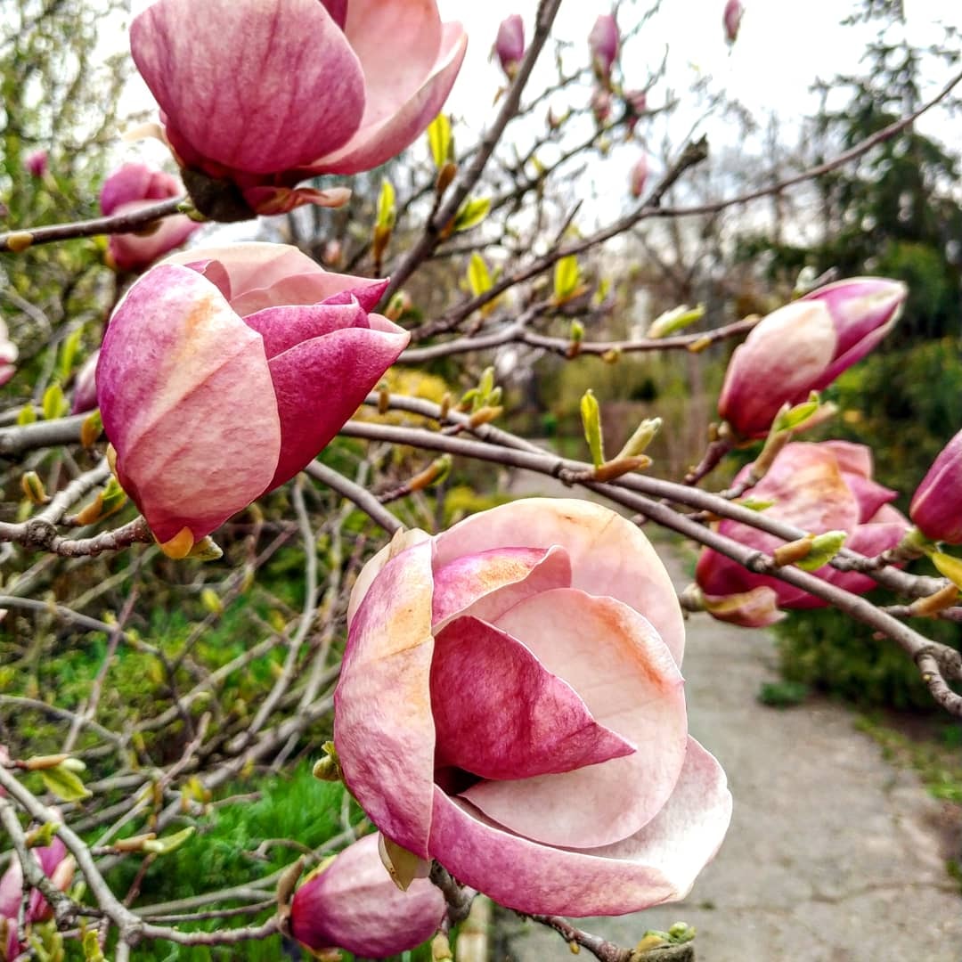 Запорожский ботанический сад весь в цвету (ФОТО)