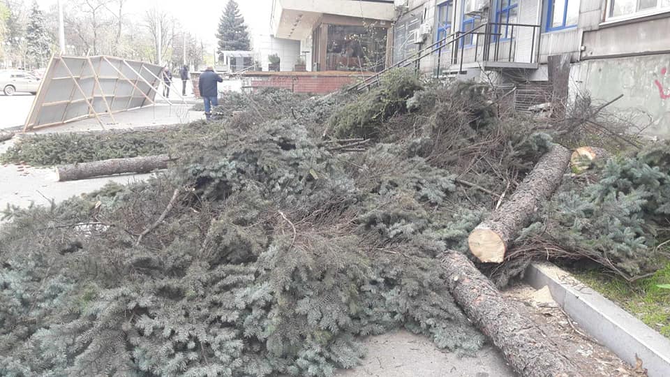 В самом центре Запорожья незаконно вырубили многолетние ели (ФОТО)
