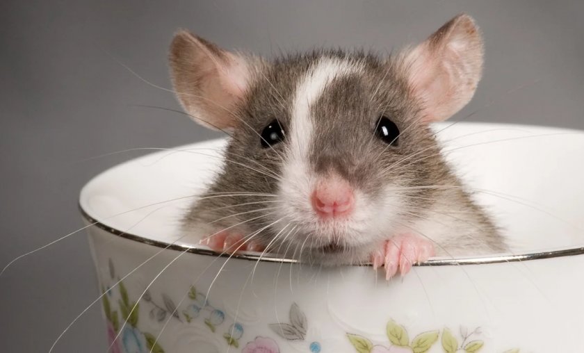 В Запорожье без дома осталась ручная крыса: грызуну ищут новых владельцев (ФОТО)