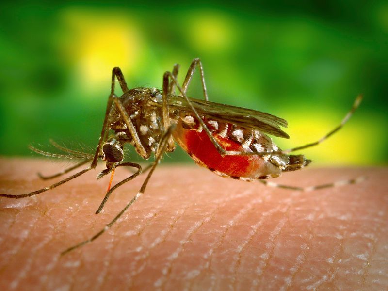 В Запорожской области за год диагностировали случай завозной малярии: симптомы и как не заболеть