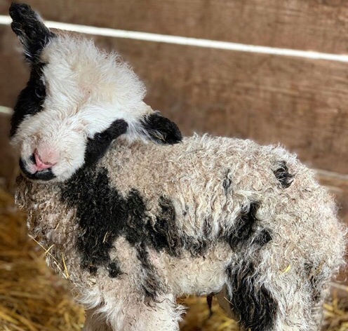В мелитопольском зоопарке у четырёхрогих овец родился ещё один малыш (ФОТО)