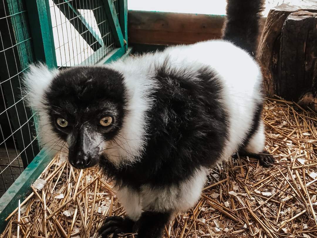 В бердянском зоопарке обитает краснокнижный лемур (ФОТО)