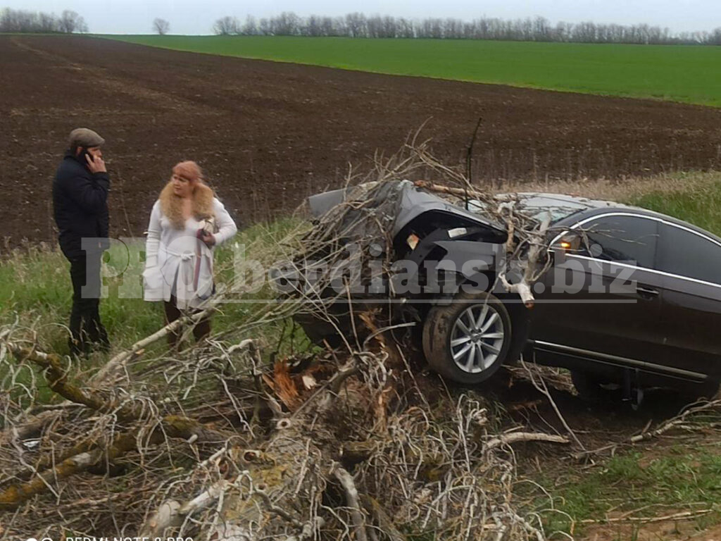 Нетрезвая автоледи сбила дерево на курортной трассе Запорожской области