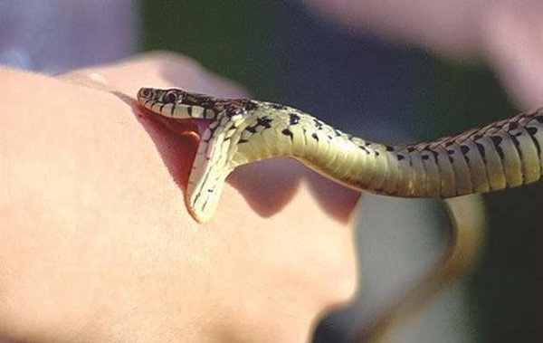 Руководство СМСЧ в Энергодаре направило запрос на область с требованием обеспечить город сывороткой против змеиного яда