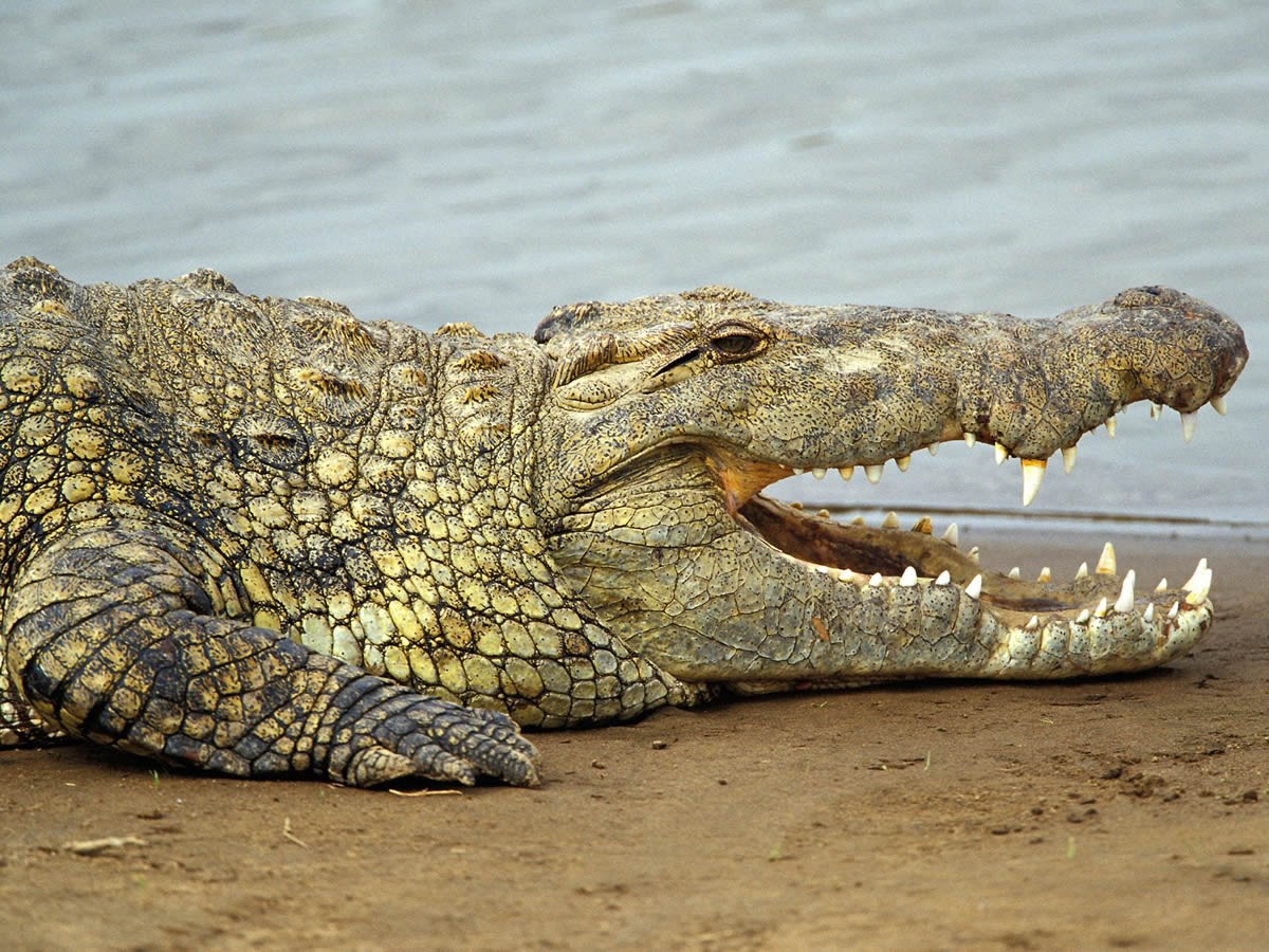 В Запорожской области на пляже нашли останки крокодила (ФОТО)