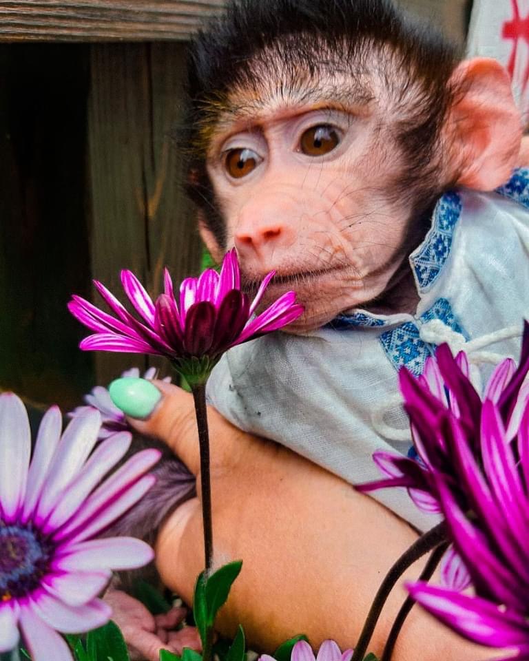 В бердянском зоопарке обезьянку нарядили в вышиванку (ФОТО)