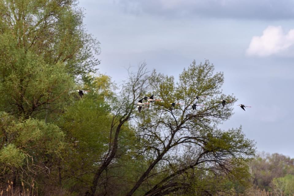 «Таких птиц я ещё не видел»: фотограф запечатлел в Запорожье семейство краснокнижных пернатых (ФОТО)
