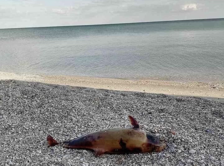На пляж в Запорожской области выбросило мёртвого дельфина-азовку (ФОТО)