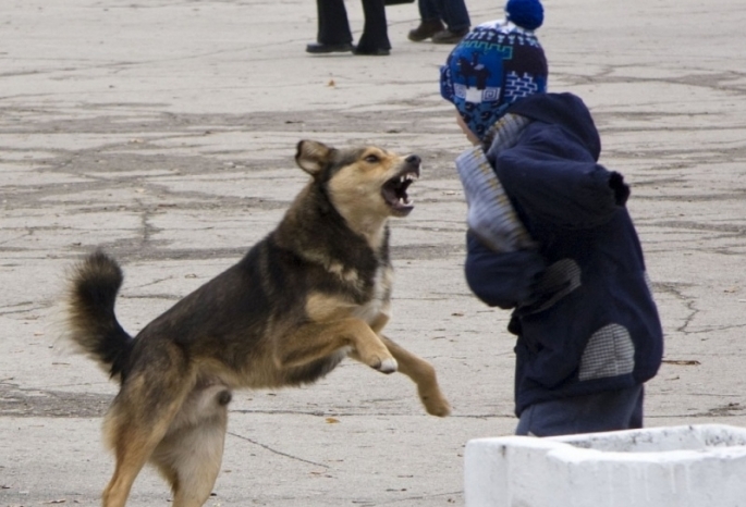 В Запорожской области дворовая собака покусала ребенка (ФОТО)
