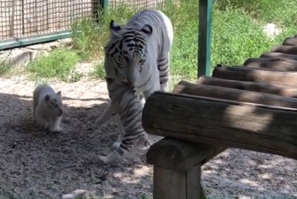 Уникальные белые тигрята из бердянского зоопарка вышли на первую прогулку (ВИДЕО)