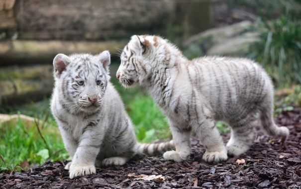 В знаменитом Бердянском зоопарке родилось двое уникальных белых тигрят (ФОТО)