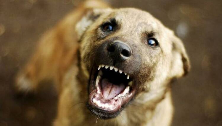 Искусанные ноги и разорванная одежда: в Запорожской области стая собак напала на ребенка