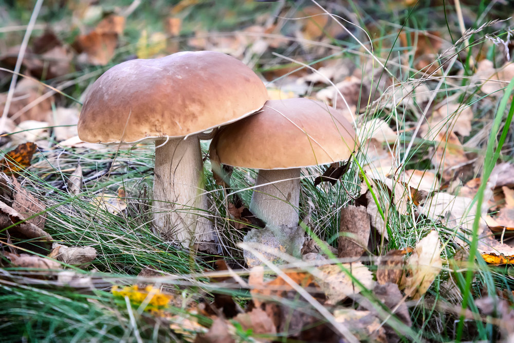 В Запорожской области ребенок отравился сырыми грибами