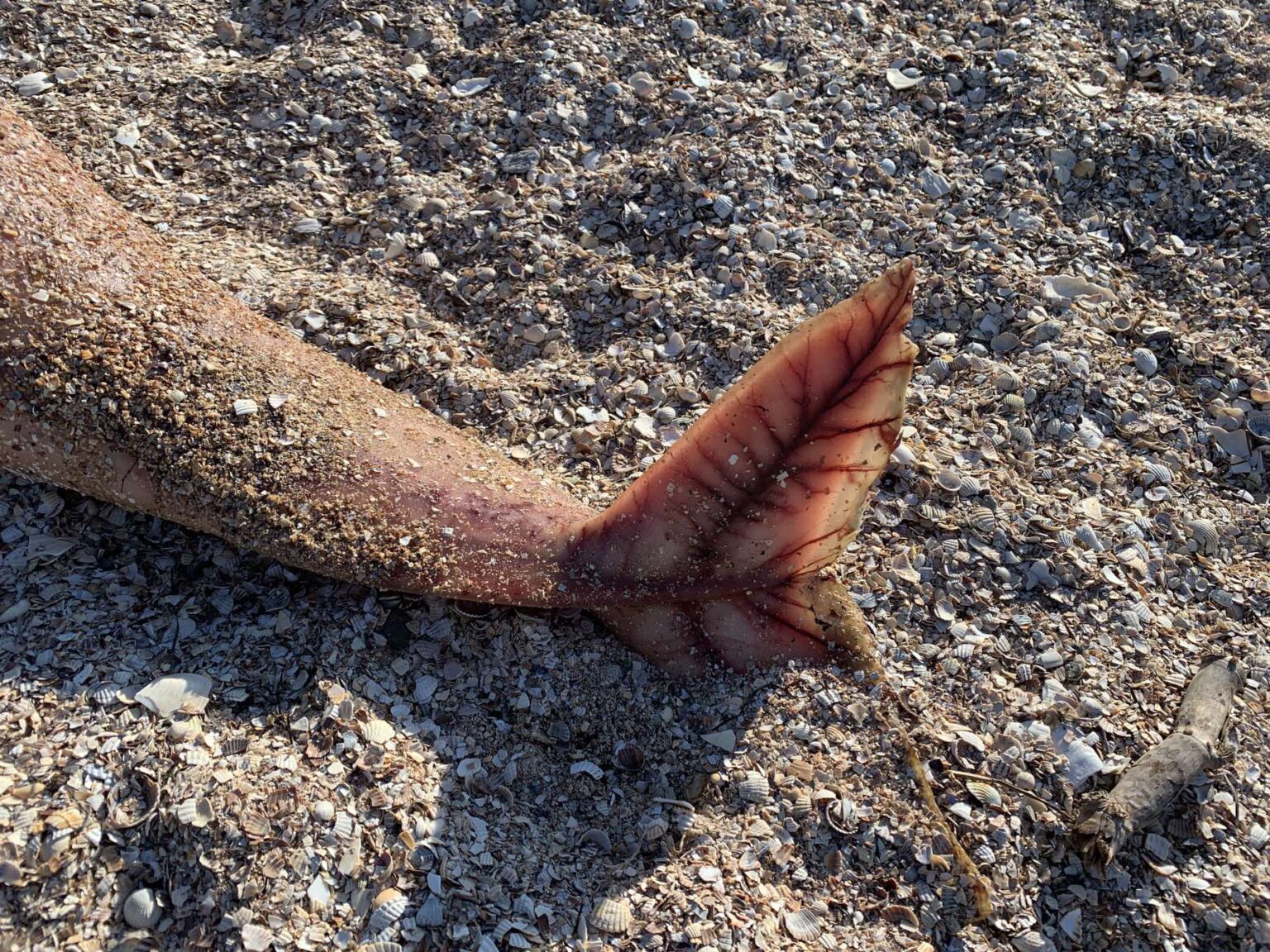 На берег Азовского моря в очередной раз выбросило мертвого дельфина (ФОТО)