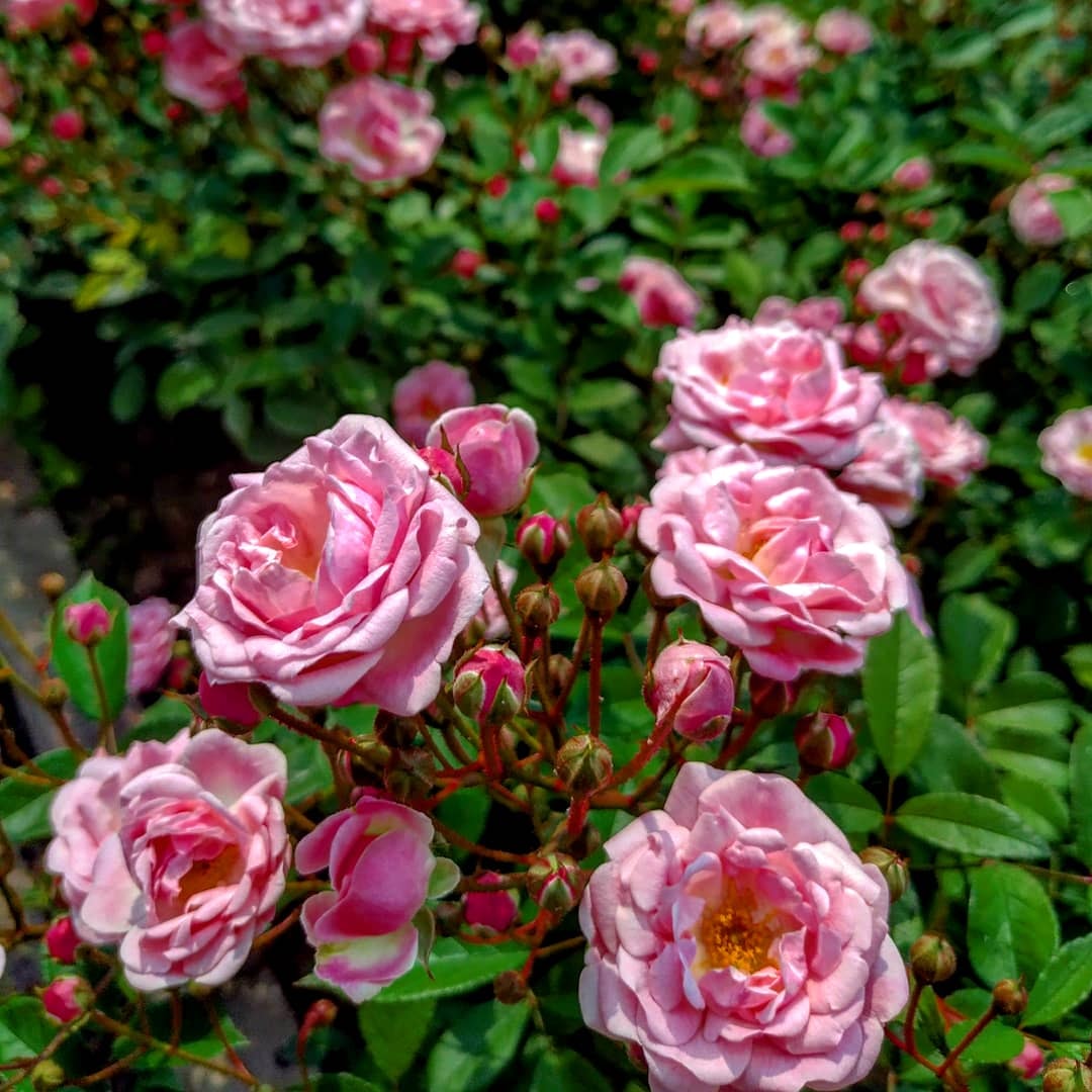 В Запорожском ботаническом саду расцвели прекрасные розы (ФОТО)