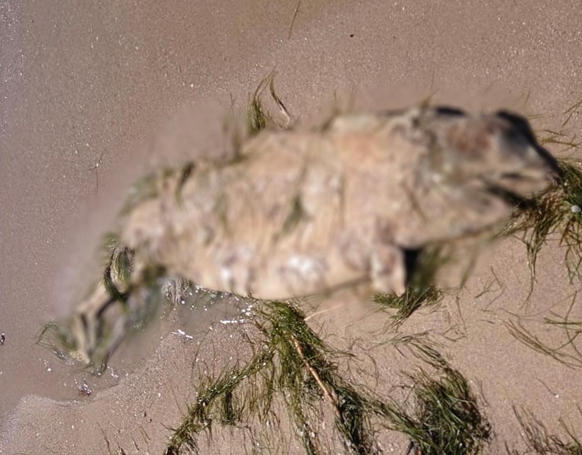 На пляжах в Бердянске в очередной раз нашли мертвых дельфинов (ФОТО)