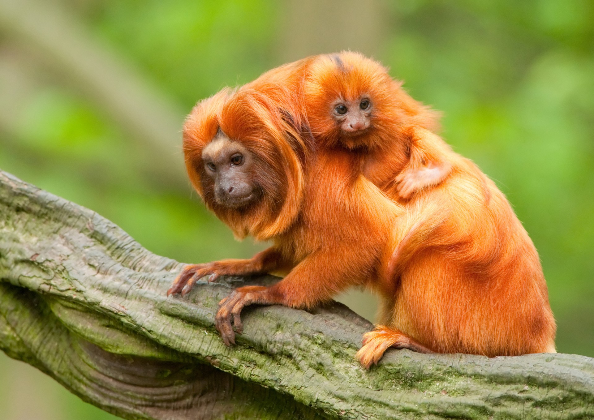 В бердянском зоопарке родились малыши вымирающего вида обезьян: им придумывают имена (ВИДЕО)