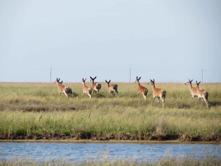 На острове Бирючий в Запорожской области заметили стадо оленей (ФОТО)