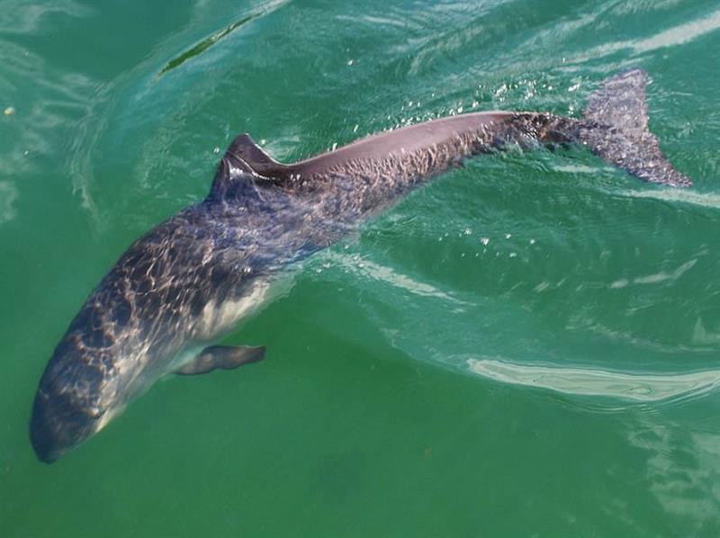 На пляж запорожского курорта выбросило мёртвого дельфина-азовку (ФОТО)