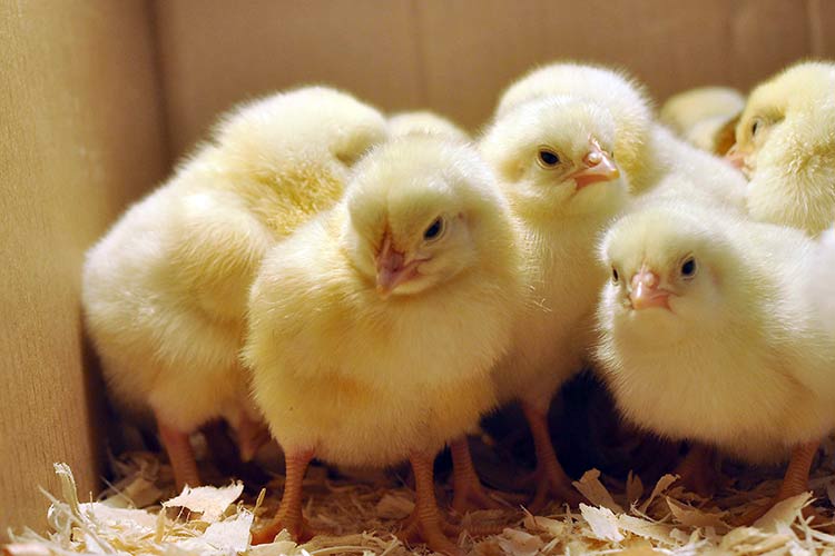 Убил 16 цыплят: в Запорожской области хищники продолжают нападать на домашнюю птицу