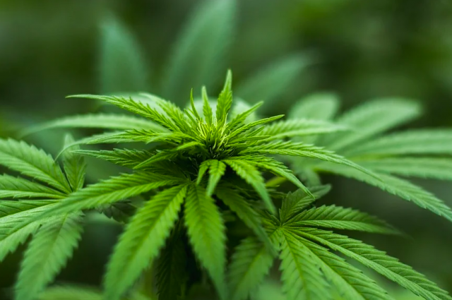 В Запорожье правоохранители ликвидировали более 160 кустов наркосодержащих растений (ФОТО)